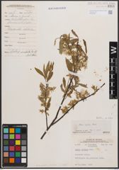 Foto von Salix cordata Michx. x Salix sericea Marshall